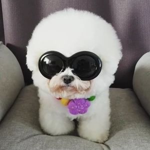 Meet your Posher, Benjamin